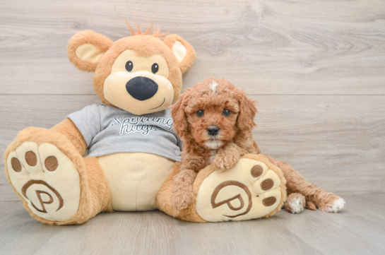 Smart Cavapoo Poodle Mix Pup