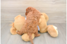 Cavapoo Puppy for Adoption