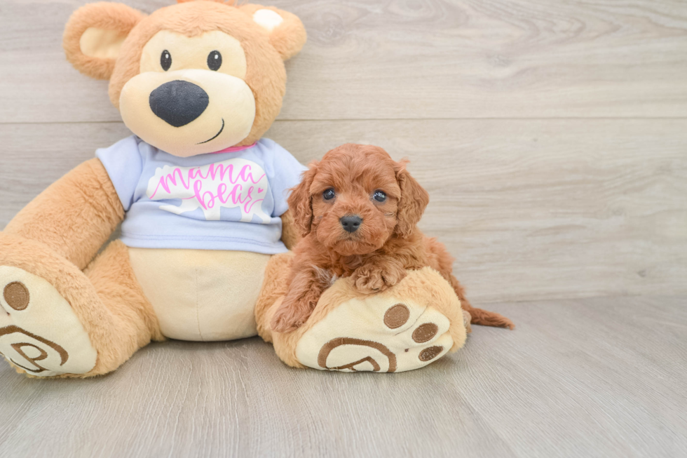 Playful Cavapoodle Poodle Mix Puppy