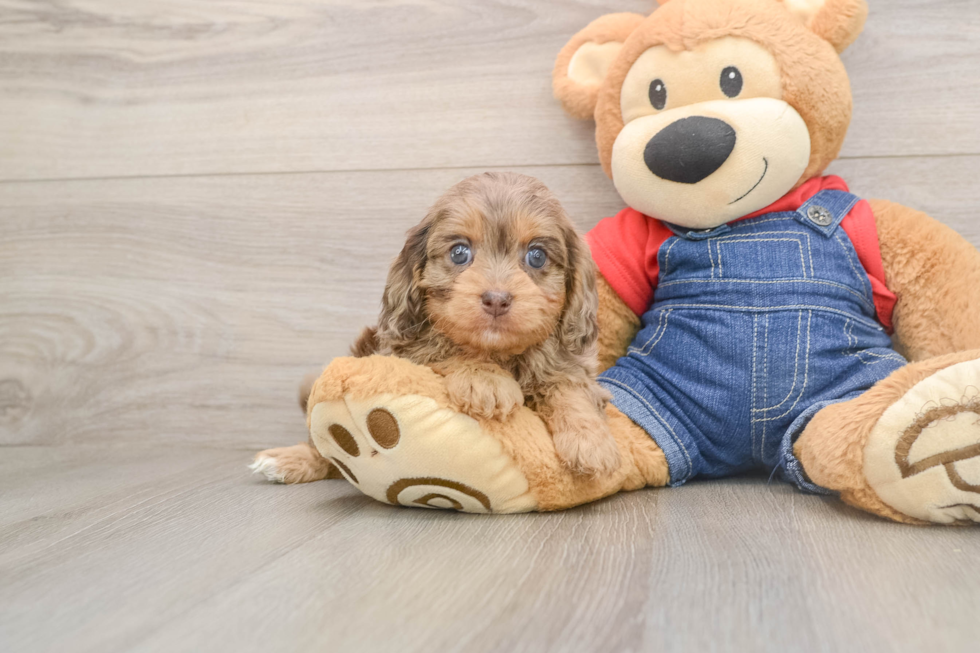Best Cavapoo Baby