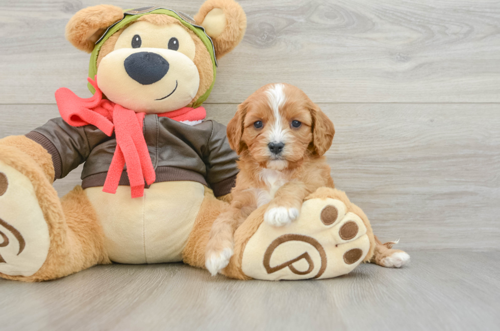 5 week old Cavapoo Puppy For Sale - Fairfield Furbabies