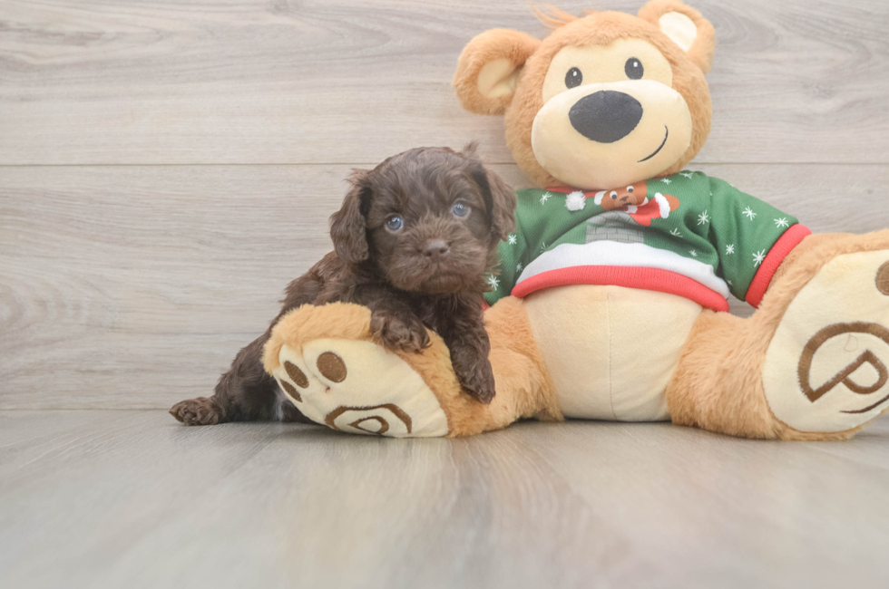 6 week old Cavapoo Puppy For Sale - Fairfield Furbabies