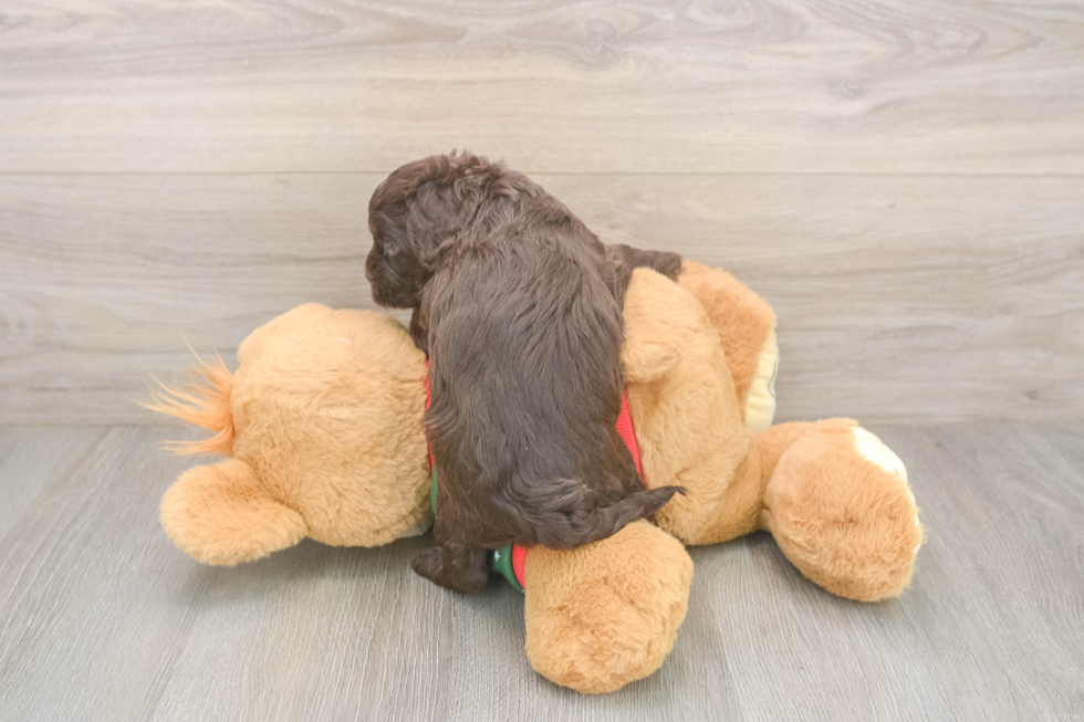 Little Cavipoo Poodle Mix Puppy