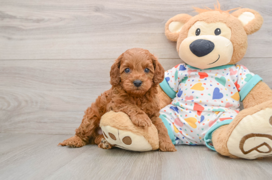 Fluffy Cavapoo Poodle Mix Pup