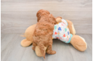 Cavapoo Puppy for Adoption