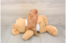 Smart Cavapoo Poodle Mix Pup