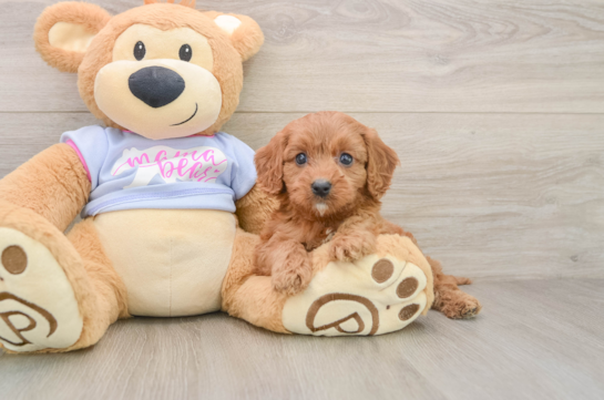 KELLEN, a Cavapoo littermate