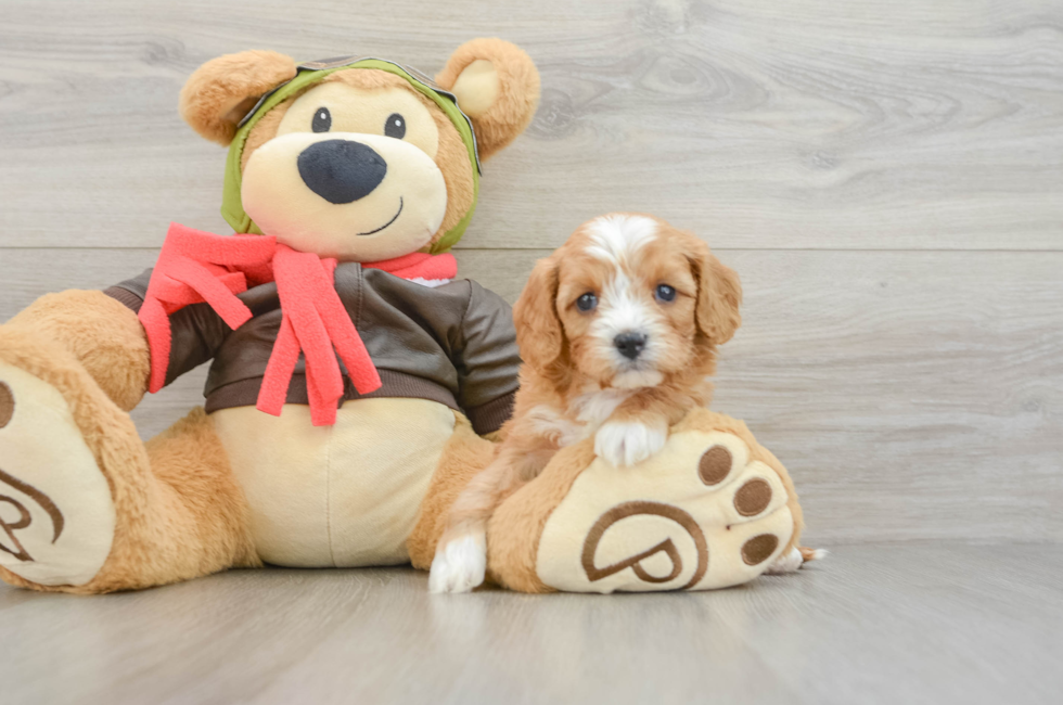 5 week old Cavapoo Puppy For Sale - Fairfield Furbabies