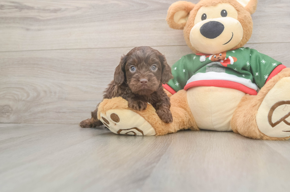 6 week old Cavapoo Puppy For Sale - Fairfield Furbabies