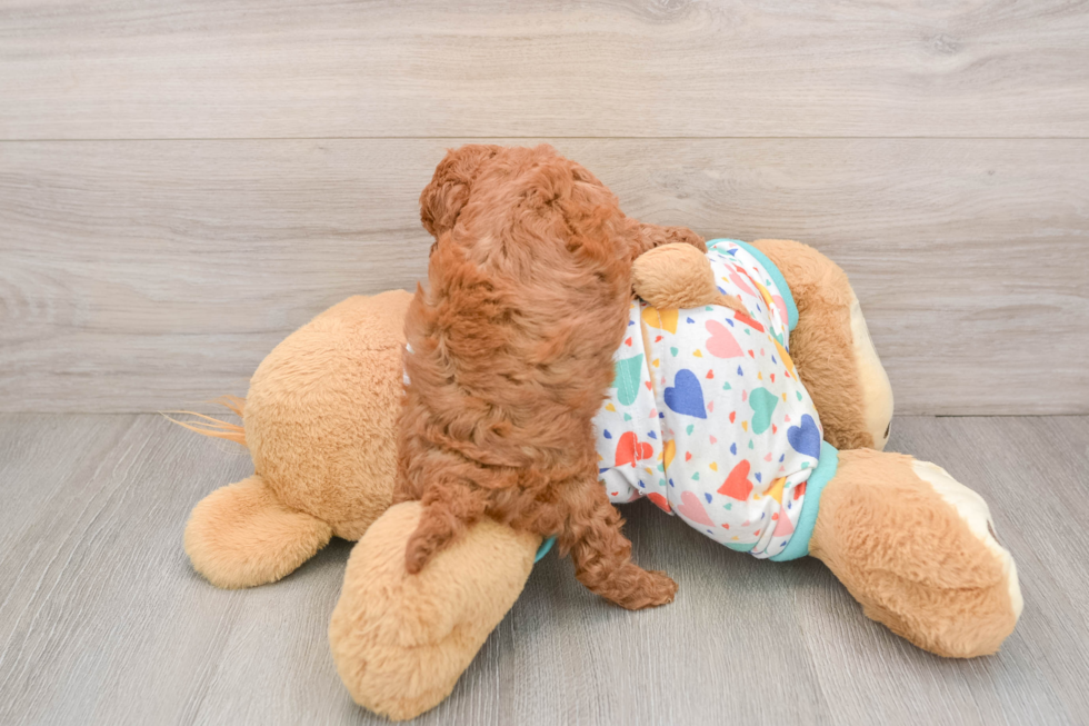 Funny Cavapoo Poodle Mix Pup