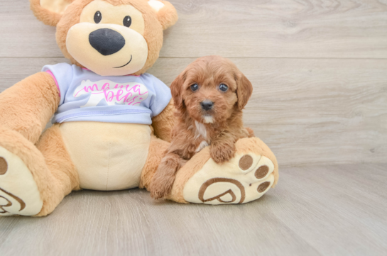 KENOBI, a Cavapoo littermate