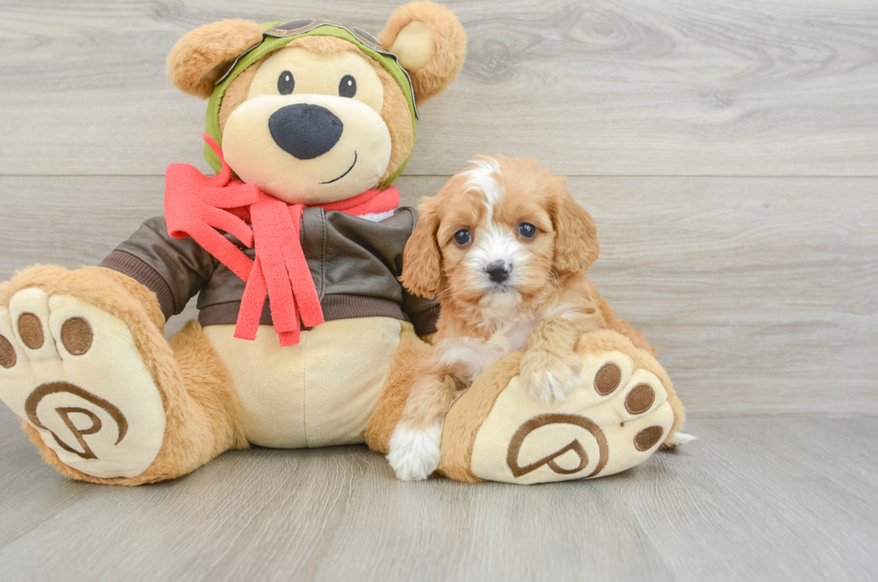 5 week old Cavapoo Puppy For Sale - Fairfield Furbabies