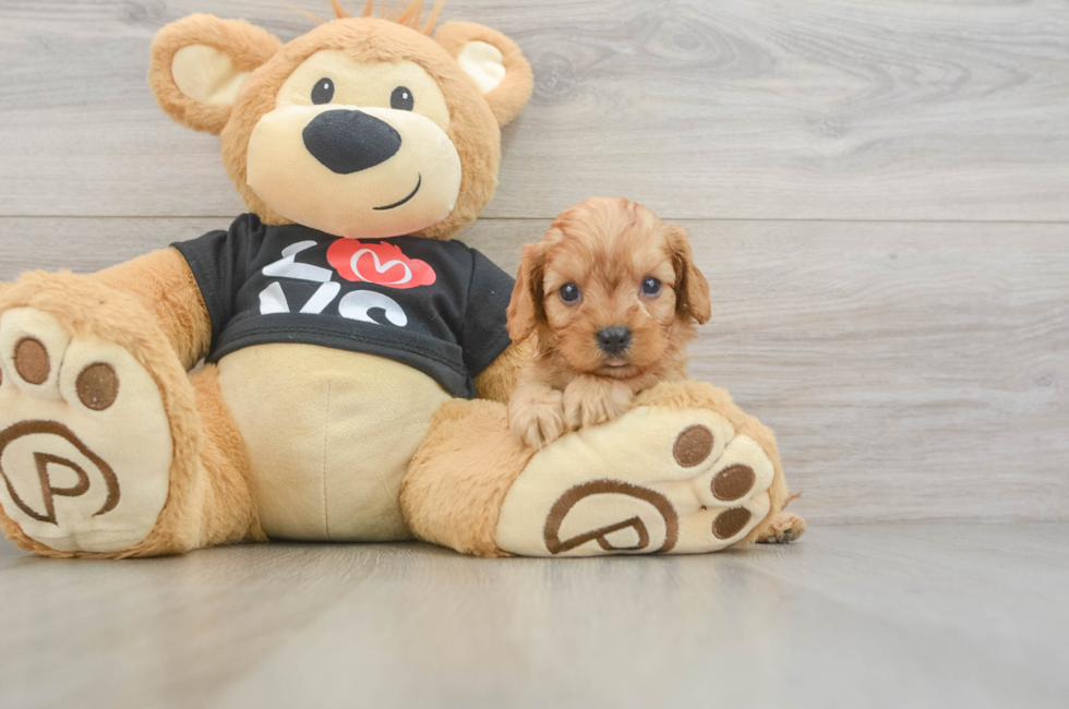 6 week old Cavapoo Puppy For Sale - Fairfield Furbabies