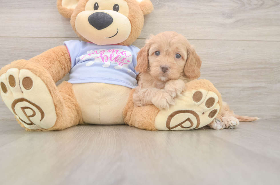 6 week old Cavapoo Puppy For Sale - Fairfield Furbabies