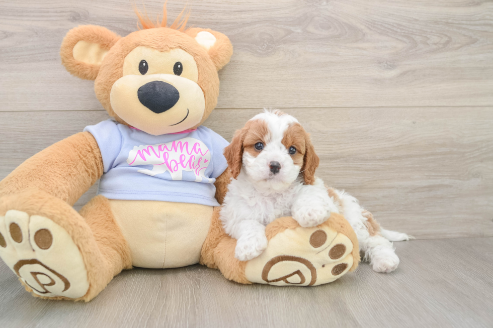 Funny Cavapoo Poodle Mix Pup