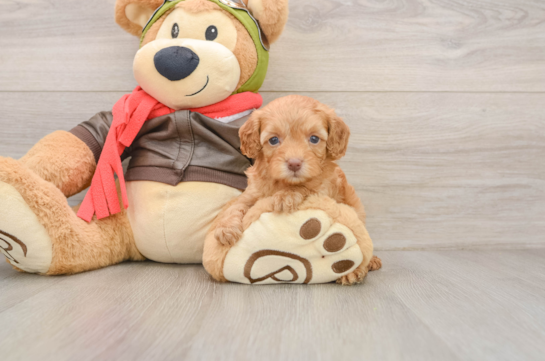 Hypoallergenic Cavadoodle Poodle Mix Puppy