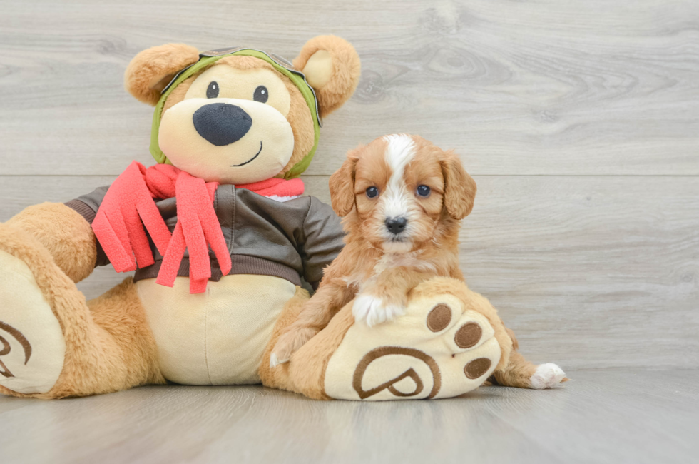 5 week old Cavapoo Puppy For Sale - Fairfield Furbabies