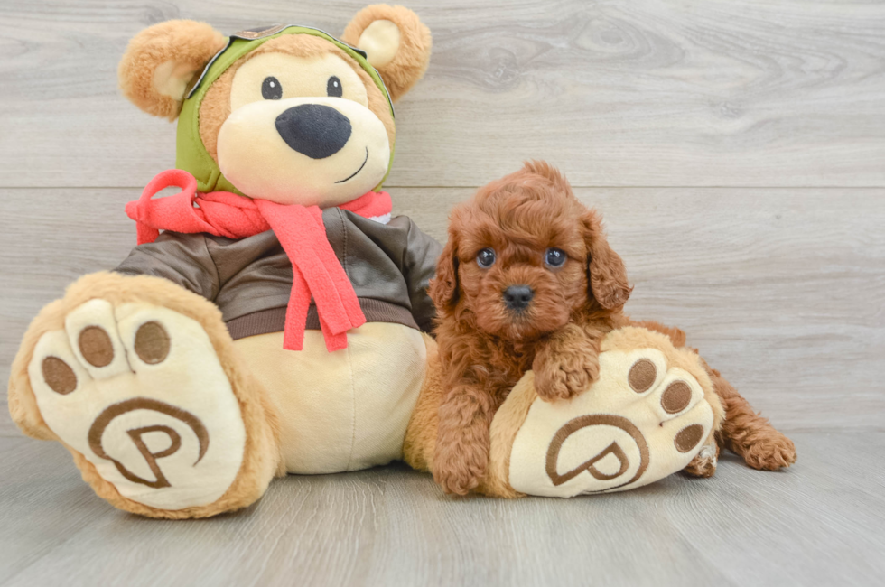 5 week old Cavapoo Puppy For Sale - Fairfield Furbabies