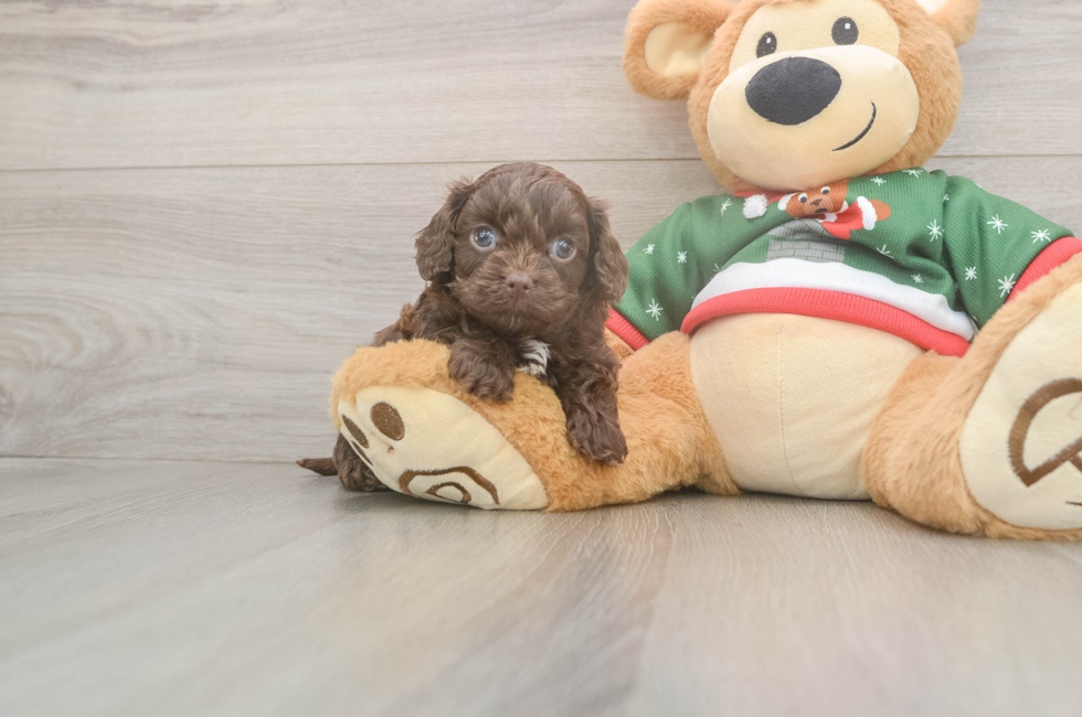 6 week old Cavapoo Puppy For Sale - Fairfield Furbabies