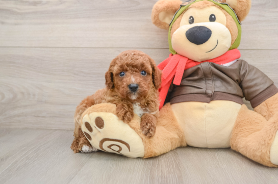 Hypoallergenic Cavadoodle Poodle Mix Puppy