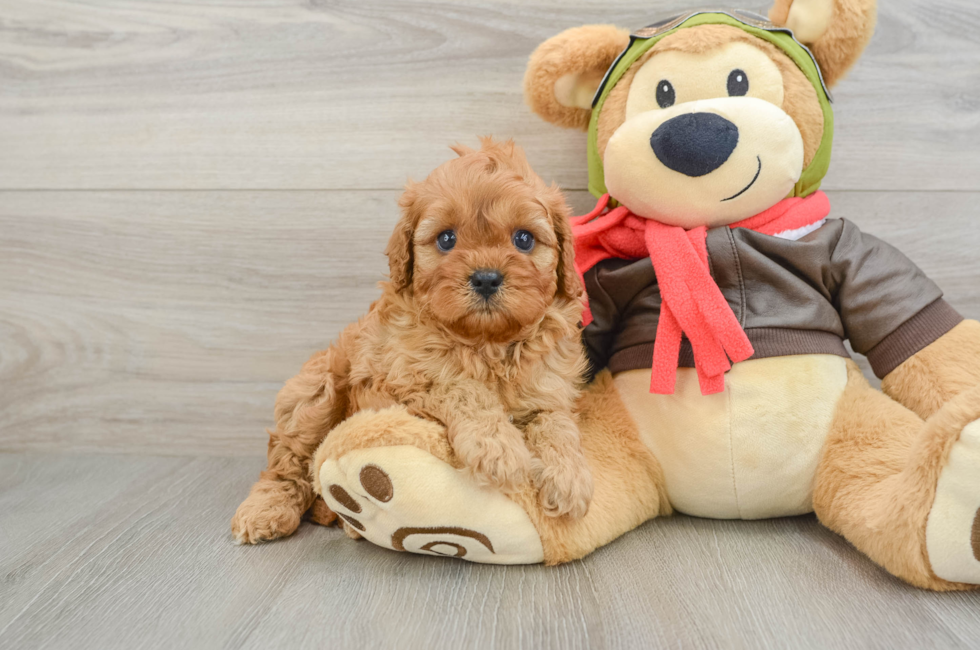 5 week old Cavapoo Puppy For Sale - Fairfield Furbabies