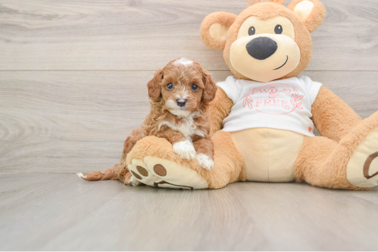 Playful Cavapoodle Poodle Mix Puppy