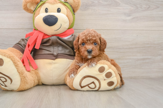 Best Cavapoo Baby