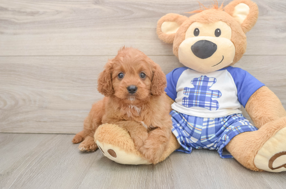 6 week old Cavapoo Puppy For Sale - Fairfield Furbabies