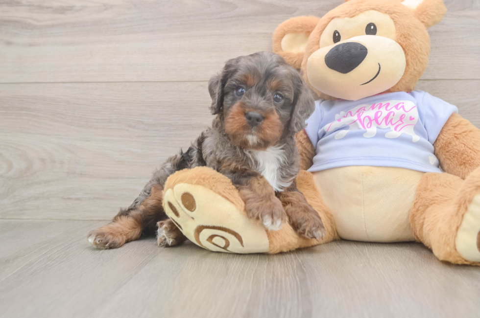 6 week old Cavapoo Puppy For Sale - Fairfield Furbabies