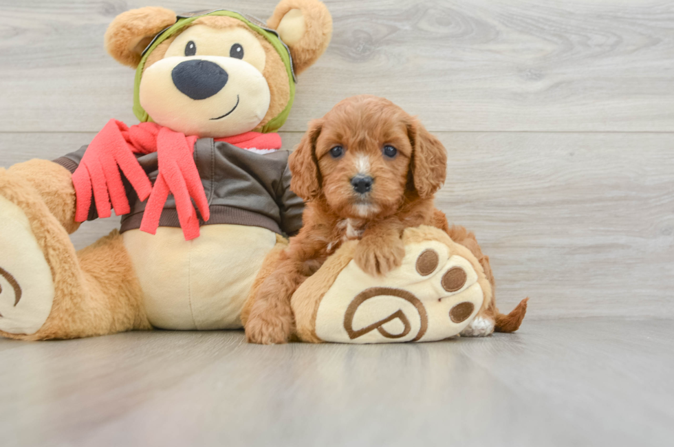 5 week old Cavapoo Puppy For Sale - Fairfield Furbabies