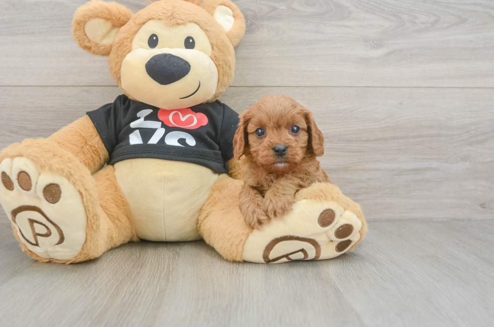 6 week old Cavapoo Puppy For Sale - Fairfield Furbabies