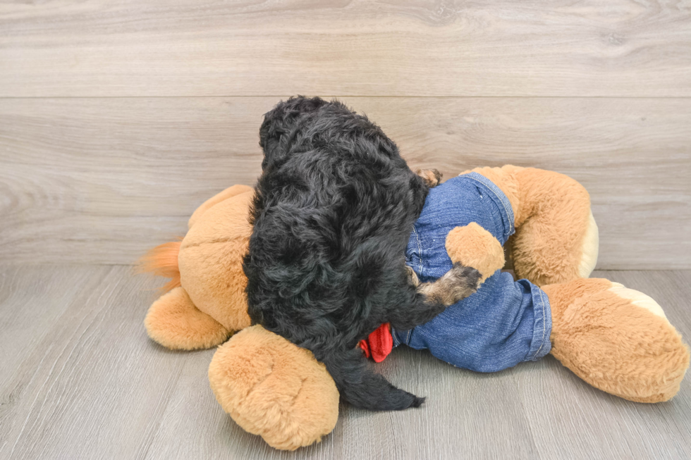 Energetic Cavoodle Poodle Mix Puppy