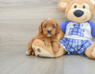 7 week old Cavapoo Puppy For Sale - Fairfield Furbabies