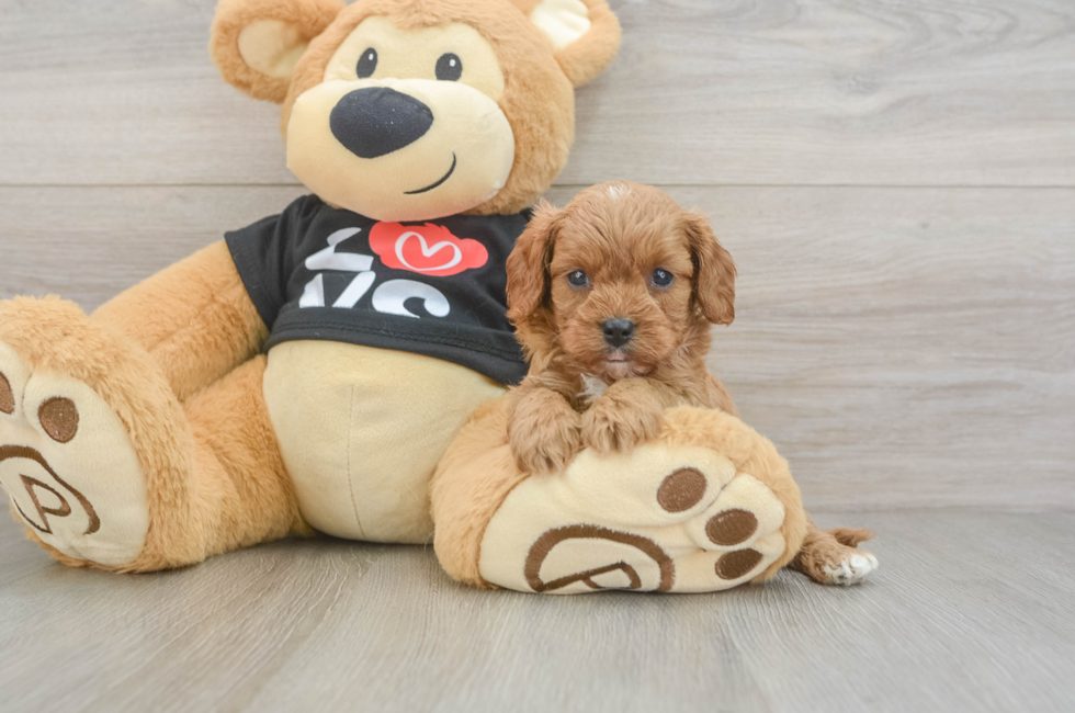 6 week old Cavapoo Puppy For Sale - Fairfield Furbabies