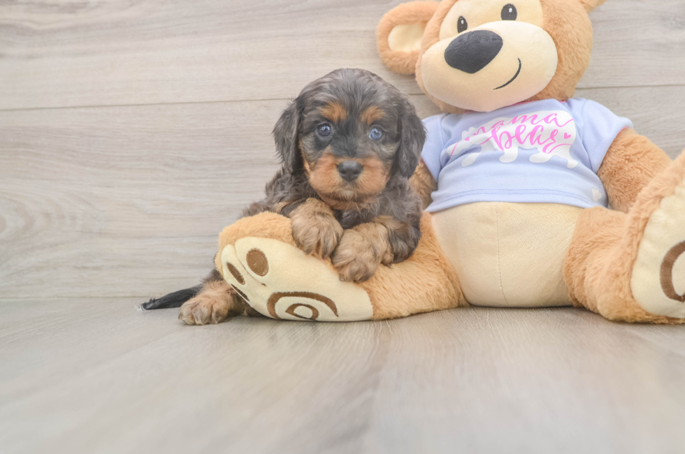 6 week old Cavapoo Puppy For Sale - Fairfield Furbabies
