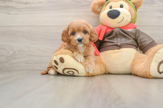KONA, a Cavapoo littermate