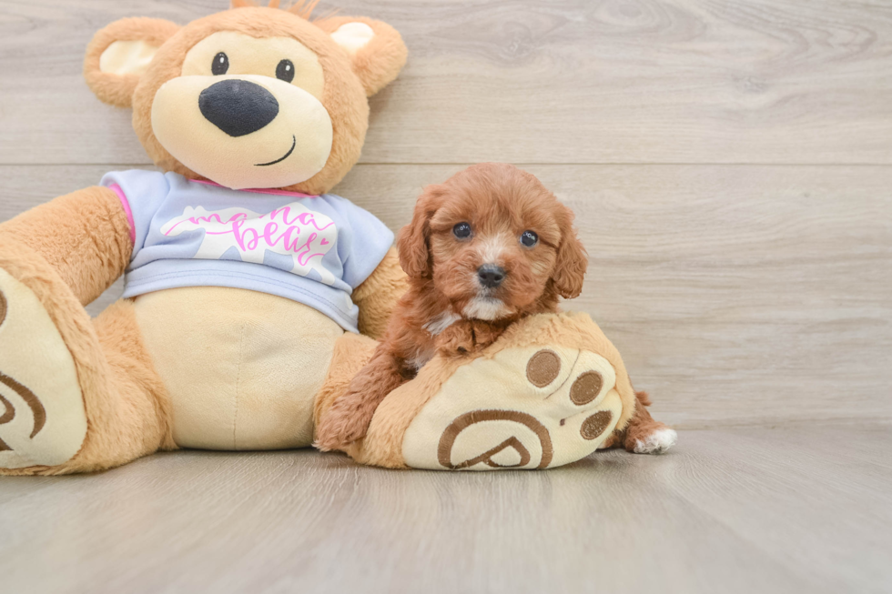 Smart Cavapoo Poodle Mix Pup