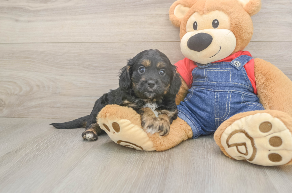 5 week old Cavapoo Puppy For Sale - Fairfield Furbabies