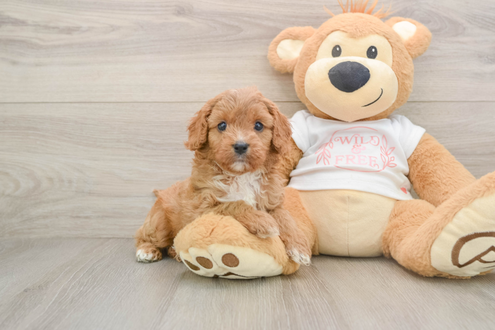 Playful Cavapoodle Poodle Mix Puppy