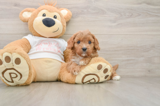 Small Cavapoo Baby