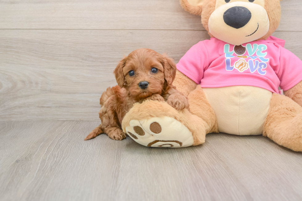 Cavapoo Puppy for Adoption