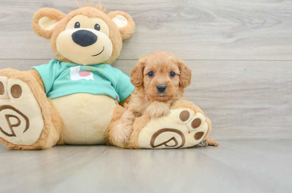 6 week old Cavapoo Puppy For Sale - Fairfield Furbabies