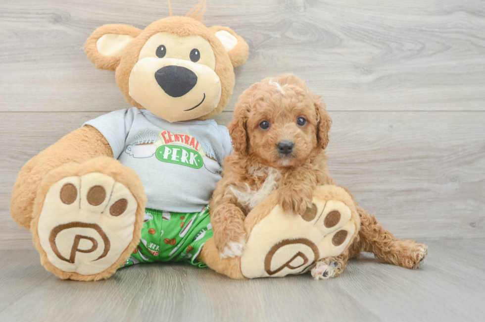 7 week old Cavapoo Puppy For Sale - Fairfield Furbabies