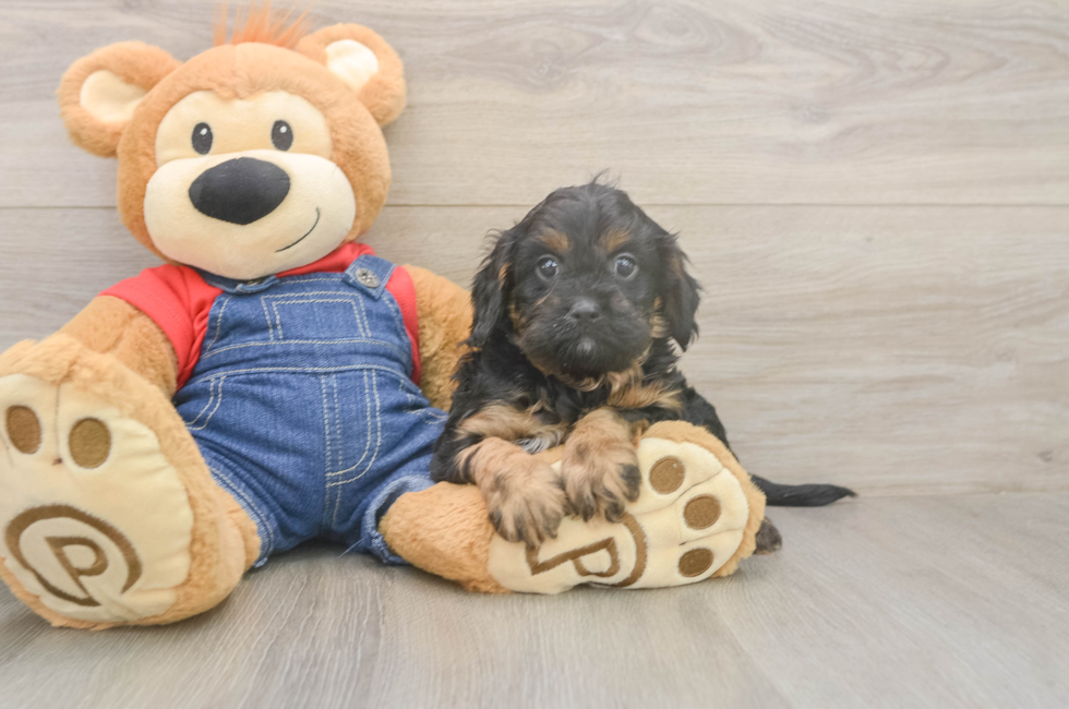 5 week old Cavapoo Puppy For Sale - Fairfield Furbabies