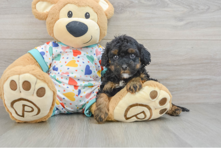 Cavapoo Pup Being Cute