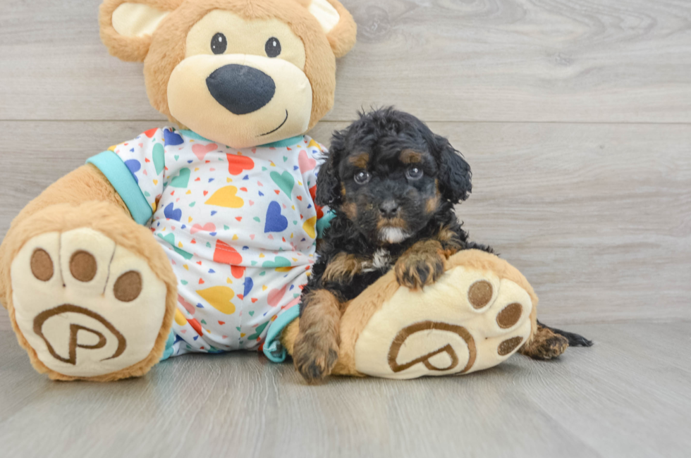 9 week old Cavapoo Puppy For Sale - Fairfield Furbabies
