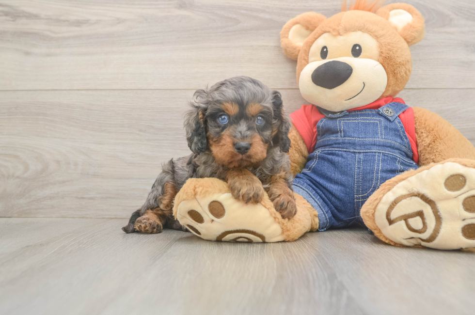 5 week old Cavapoo Puppy For Sale - Fairfield Furbabies