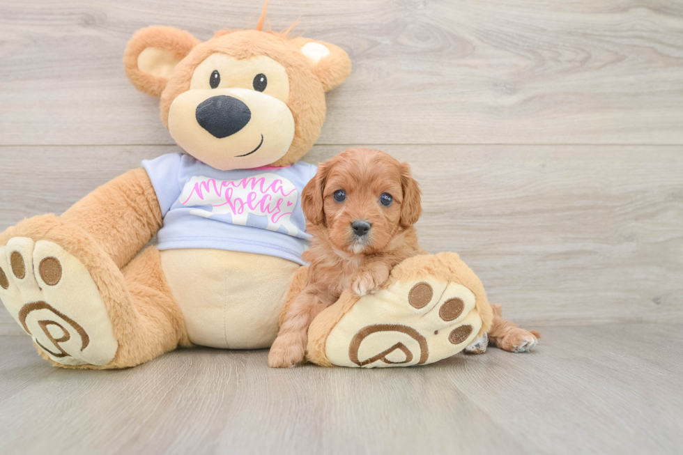 Cavapoo Pup Being Cute