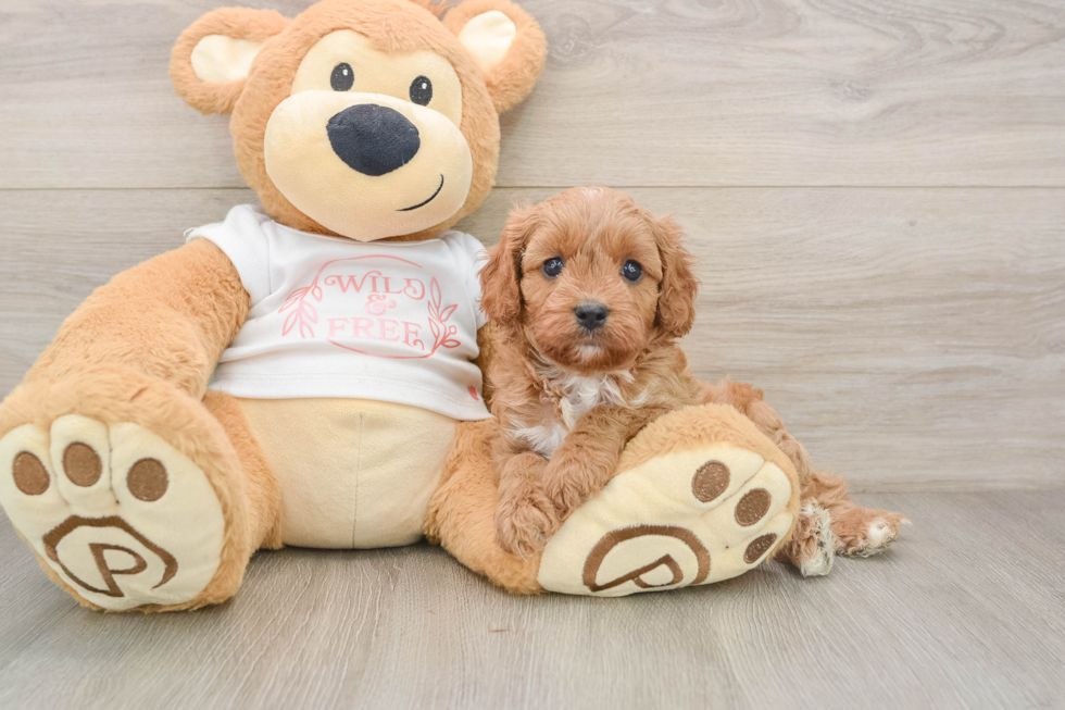 Cavapoo Pup Being Cute