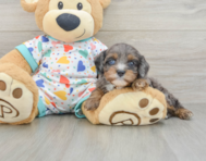 9 week old Cavapoo Puppy For Sale - Fairfield Furbabies